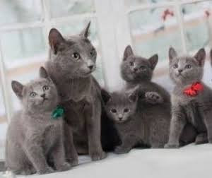 Filhotes de gatos da Russian BLUE azul russo