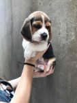 Beagle com garantia de saúde, contrato, pedigree e vacina