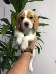 Beagle 13 polegadas, bicolor e tricolor, com suporte veterinário gratuito