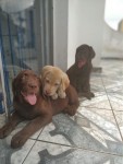 Labrador chocolate/amarelo/preto, machos e fêmeas com garantias e suportes exclusivos