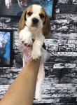 Beagle mini filhotes de alto padrão com procedência 