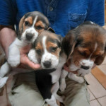 Filhotes beagles tricolores 13polegadas 
