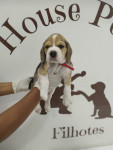 Beagle 13 polegadas, bicolor e tricolor, com suporte veterinário gratuito!