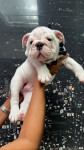 Bulldog Inglês branco/malhado/vermelho/red brindle, com garantias genéticas e suporte vet!