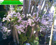 Vendas de orquídeas comuns Londrina/Pr – Jardim 